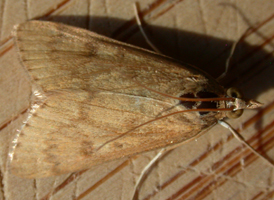 Garden Webworm